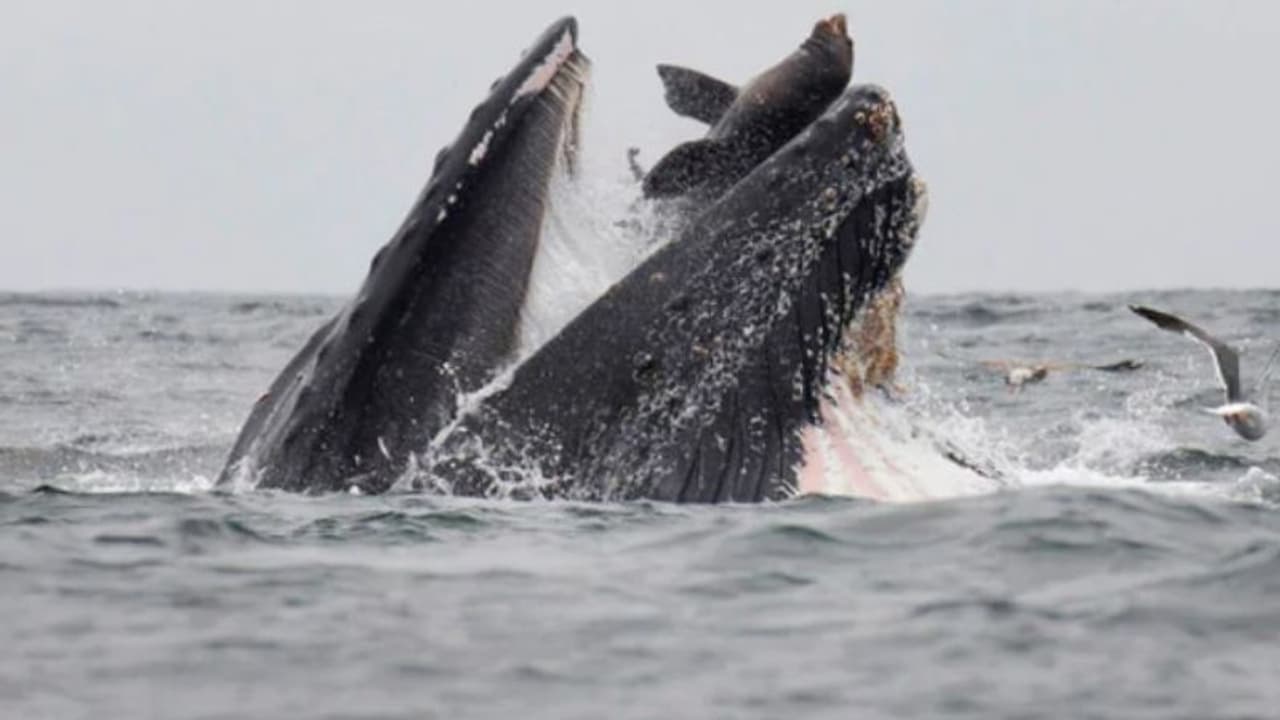 തിമിംഗലത്തിന്റെ വായിലകപ്പെട്ട കടല് സിംഹം; അപൂര്വ്വ ചിത്രം തിമിംഗലത്തിന്റെ വായിലകപ്പെട്ട കടല് സിംഹം; അപൂര്വ്വ ചിത്രം