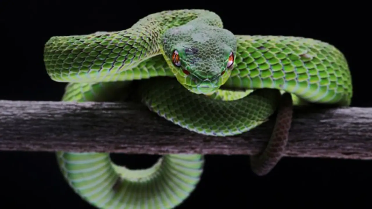 স্বপ্নে সাপ দেখেন! জেনে নিন এর প্রকৃত অর্থ স্বপ্নে সাপ দেখেন! জেনে নিন এর প্রকৃত অর্থ