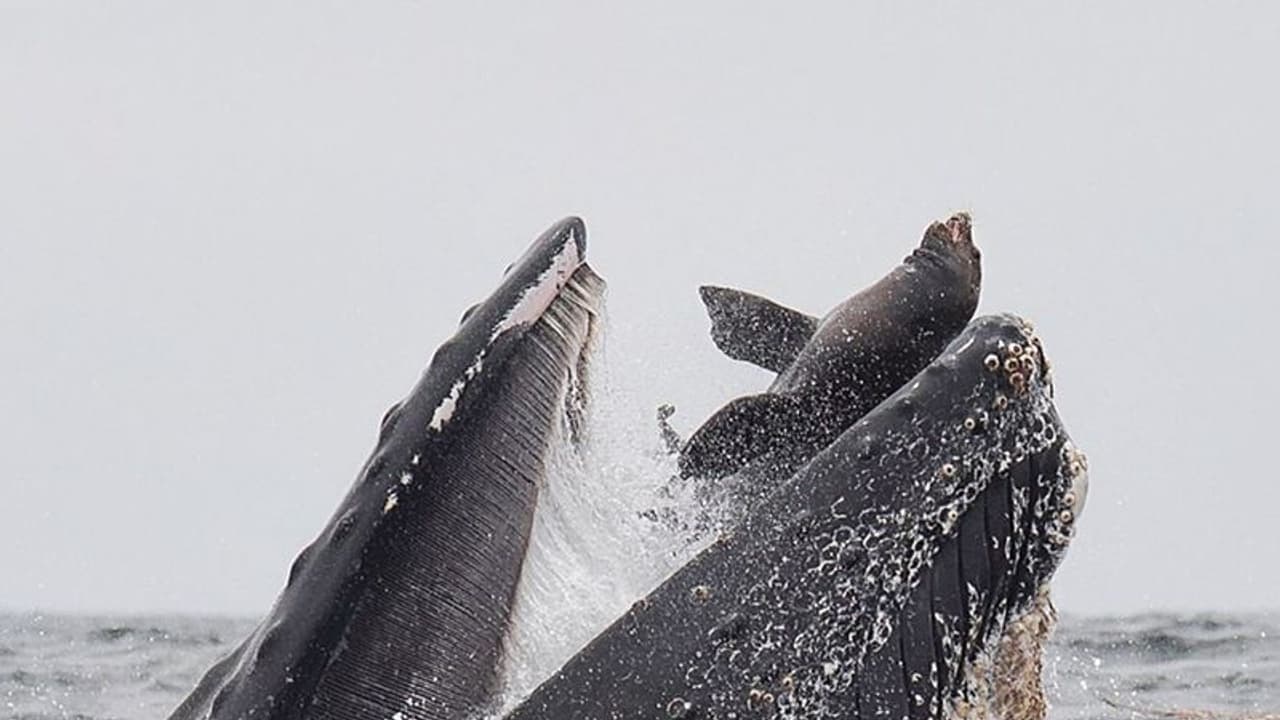 ತಿಮಿಂಗಿಲ ಬಾಯಲ್ಲಿ ಕಡಲ ಸಿಂಹ: ಬದುಕಿದ ಪರಿಯೇ ಅನನ್ಯ!