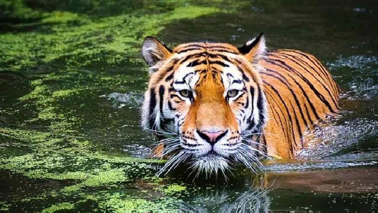 ನಂ.1 ಹುಲಿ ರಾಜ್ಯ ಮಧ್ಯಪ್ರದೇಶದಲ್ಲಿ ಒಂದೇ ವಾರದಲ್ಲಿ 3 ಹುಲಿ ಸಾವು! ನಂ.1 ಹುಲಿ ರಾಜ್ಯ ಮಧ್ಯಪ್ರದೇಶದಲ್ಲಿ ಒಂದೇ ವಾರದಲ್ಲಿ 3 ಹುಲಿ ಸಾವು!