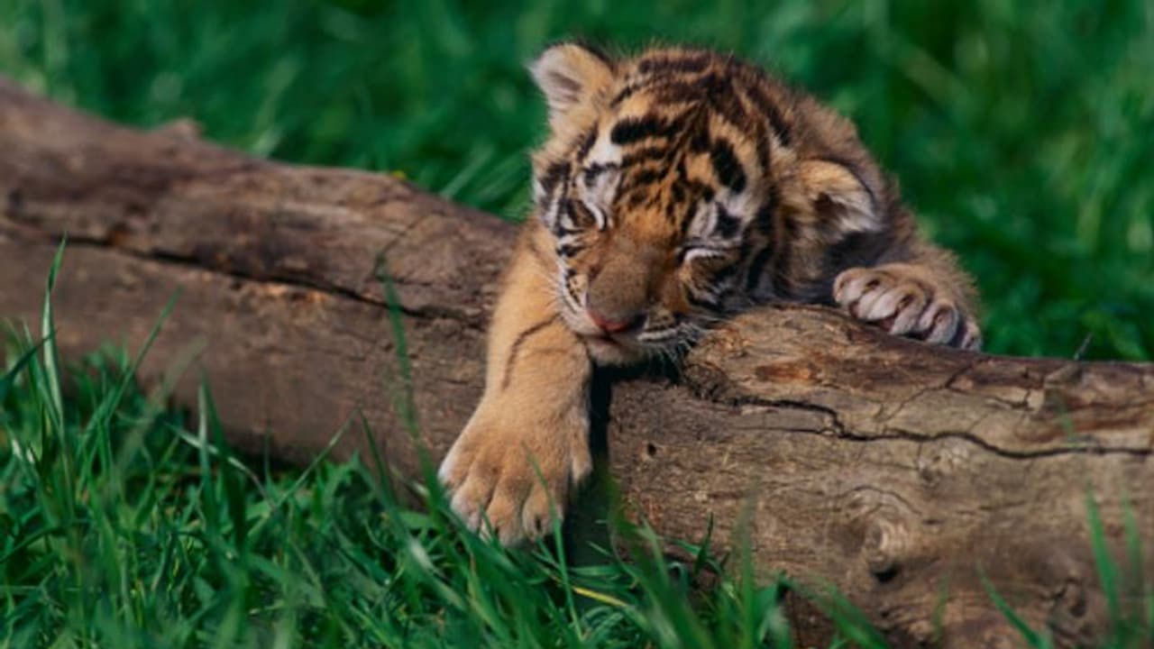 বাঘের 'বাহার' রয়েছে, কিন্তু তারা কি আদৌ নিরাপদ, শাবকের মৃত্যুতে উঠছে প্রশ্ন বাঘের 'বাহার' রয়েছে, কিন্তু তারা কি আদৌ নিরাপদ, শাবকের মৃত্যুতে উঠছে প্রশ্ন