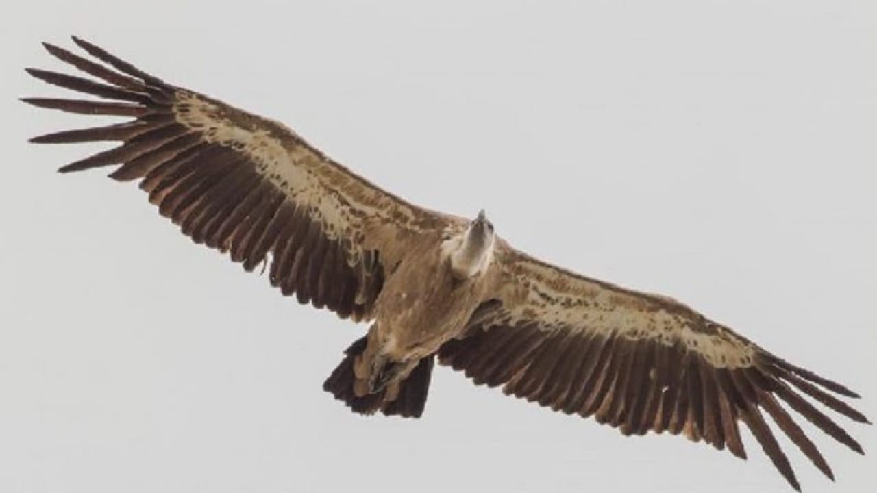 Fact Check: ರಾಮಾಯಣದ ಜಟಾಯು ಪಕ್ಷಿ ಕೇರಳದಲ್ಲಿ ಪತ್ತೆ? Fact Check: ರಾಮಾಯಣದ ಜಟಾಯು ಪಕ್ಷಿ ಕೇರಳದಲ್ಲಿ ಪತ್ತೆ?