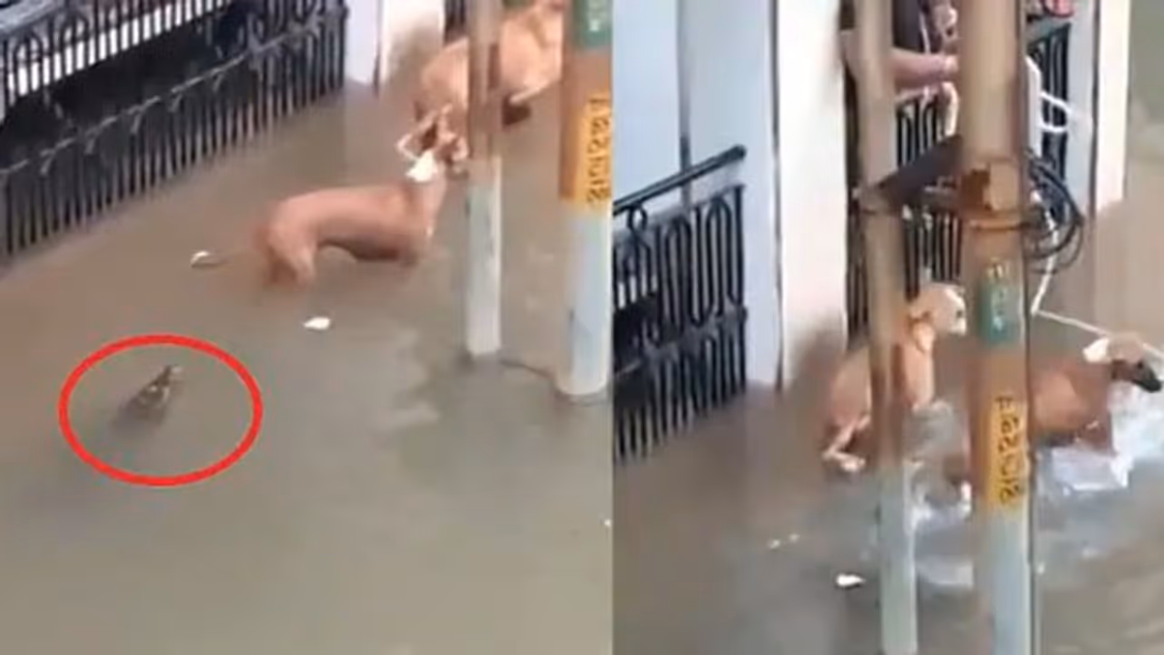 गुजरात में बाढ़ के पानी के साथ सड़क पर आया मगरमच्छ, वीडियो हुआ VIRAL गुजरात में बाढ़ के पानी के साथ सड़क पर आया मगरमच्छ, वीडियो हुआ VIRAL