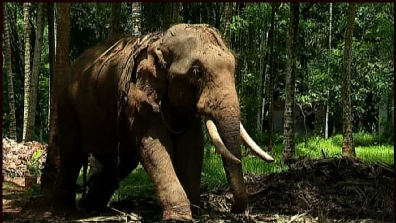 ಮನೆಯಲ್ಲಿ ದಾಸ್ತಾನಿರಿಸಿದ್ದ 51 ಕೆ.ಜಿ. ಆನೆ ದಂತ ಪತ್ತೆ ಮನೆಯಲ್ಲಿ ದಾಸ್ತಾನಿರಿಸಿದ್ದ 51 ಕೆ.ಜಿ. ಆನೆ ದಂತ ಪತ್ತೆ