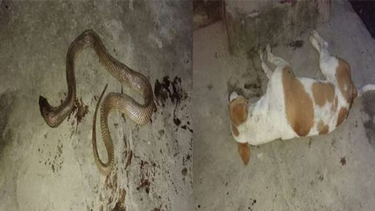 मालिक को बचाने के लिए सांप से भिड़ गया कुत्ता, ऐसी हालत में मिली बॉडी मालिक को बचाने के लिए सांप से भिड़ गया कुत्ता, ऐसी हालत में मिली बॉडी