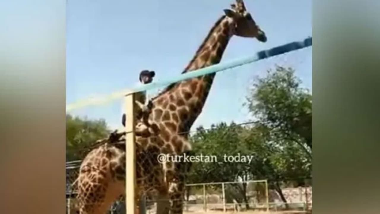 രണ്ടെണ്ണമടിച്ചു; ജിറാഫിനെക്കണ്ടപ്പോള് കുതിരയാണെന്ന് തോന്നി, അതൊരു തെറ്റാണോ? രണ്ടെണ്ണമടിച്ചു; ജിറാഫിനെക്കണ്ടപ്പോള് കുതിരയാണെന്ന് തോന്നി, അതൊരു തെറ്റാണോ?