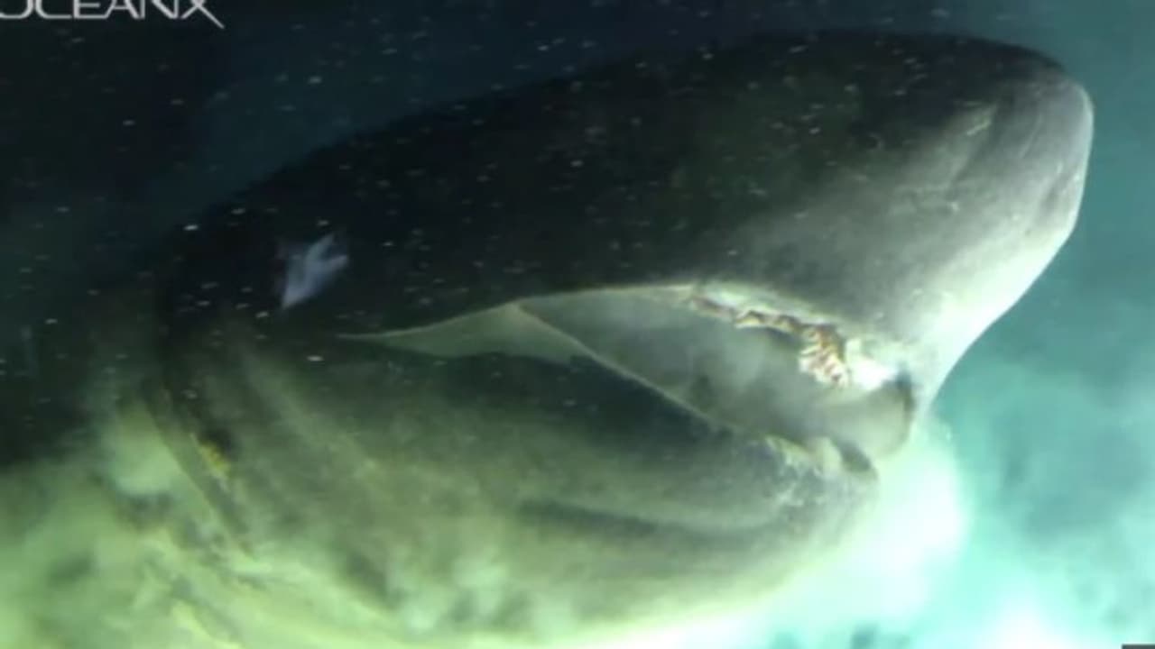 ഗവേഷകര് സഞ്ചരിച്ച മുങ്ങിക്കപ്പലിനെക്കാള് രണ്ടിരട്ടി വലുപ്പമുളള സ്രാവ് തൊട്ടടുത്ത്; ഭീതിപരത്തുന്ന ദൃശ്യങ്ങള് ഗവേഷകര് സഞ്ചരിച്ച മുങ്ങിക്കപ്പലിനെക്കാള് രണ്ടിരട്ടി വലുപ്പമുളള സ്രാവ് തൊട്ടടുത്ത്; ഭീതിപരത്തുന്ന ദൃശ്യങ്ങള്