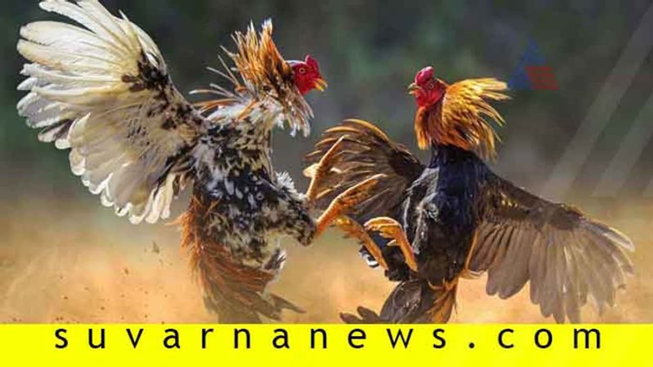 ಲಾಕ್ಡೌನ್ ಮಧ್ಯೆಯೂ ಕೋಳಿ ಅಂಕ; 7 ಮಂದಿ ಬಂಧನ ಲಾಕ್ಡೌನ್ ಮಧ್ಯೆಯೂ ಕೋಳಿ ಅಂಕ; 7 ಮಂದಿ ಬಂಧನ