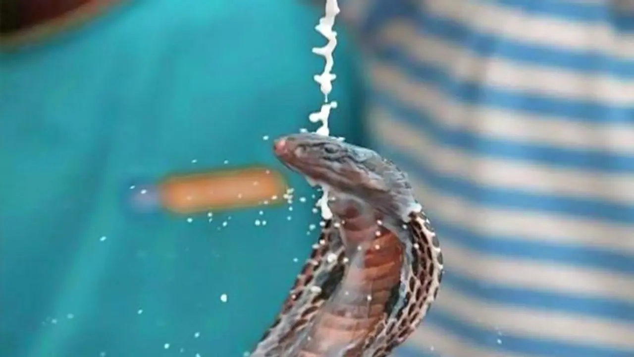 ২ অগাষ্ট মঙ্গলবার নাগপঞ্চমী তিথি, জেনে নিন এদিনে কি করবেন আর কি করবেন না ২ অগাষ্ট মঙ্গলবার নাগপঞ্চমী তিথি, জেনে নিন এদিনে কি করবেন আর কি করবেন না