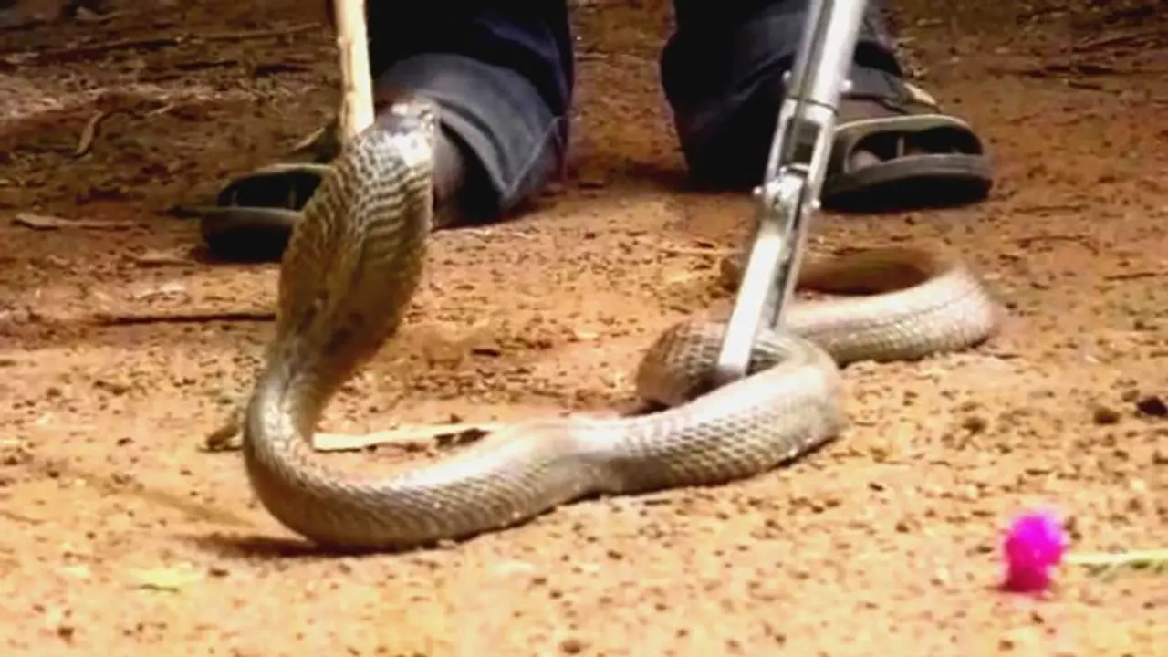 దివిసీమలో ఒకేరోజు 17మందికి పాముకాట్లు