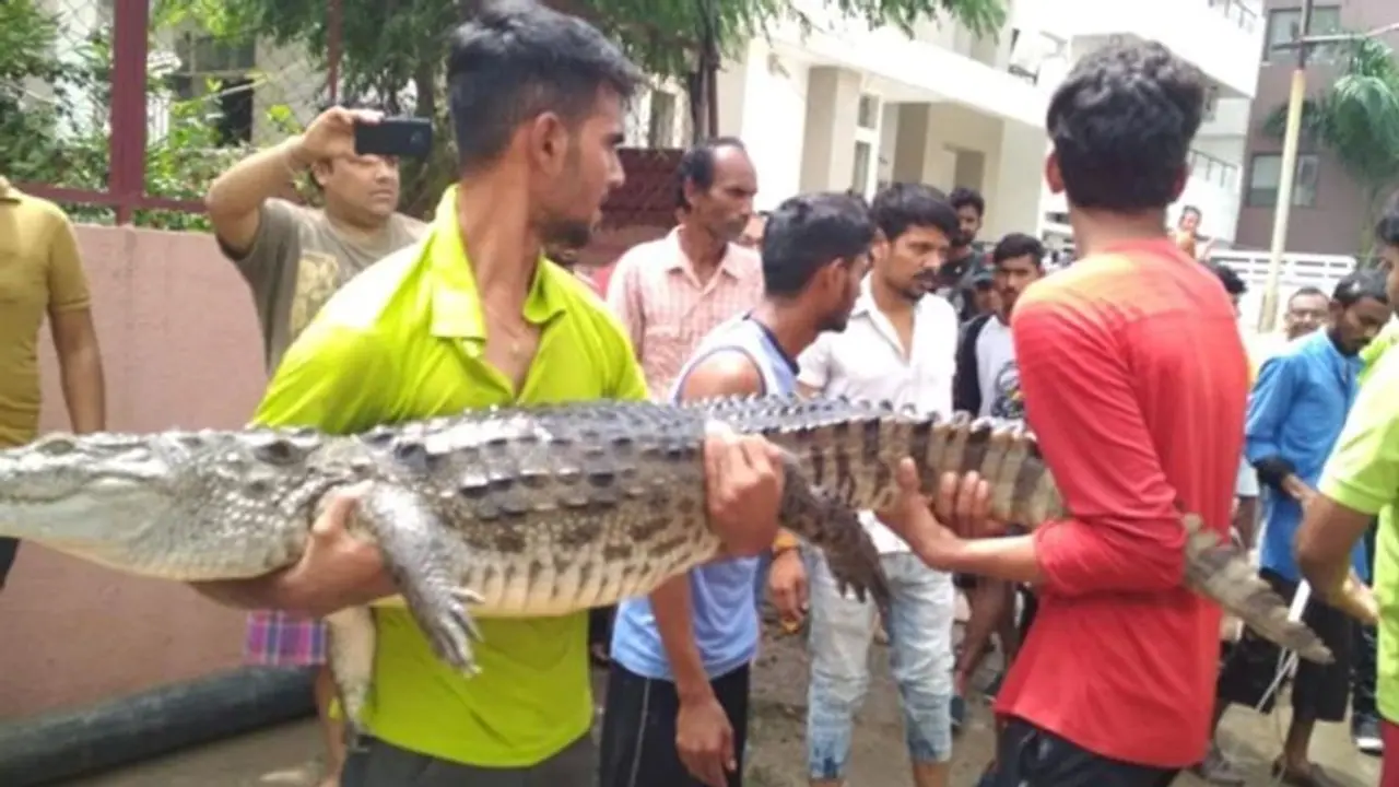 VIDEO: पहले बाढ़, अब सड़क पर कुत्तों की तरह घूम रहे मगरमच्छ VIDEO: पहले बाढ़, अब सड़क पर कुत्तों की तरह घूम रहे मगरमच्छ