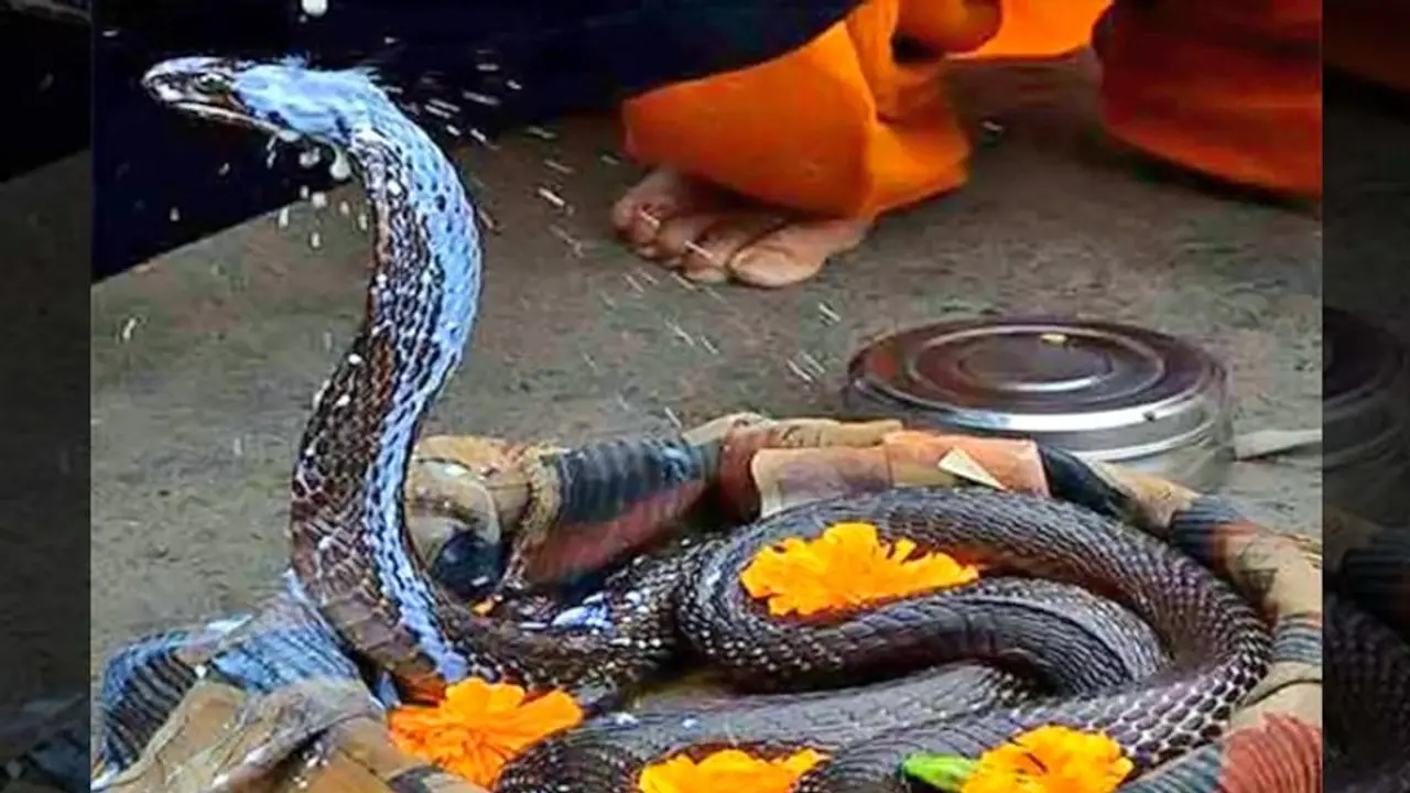 नाग पंचमी आज, बन रहा दुर्लभ योग मिलेगी कालसर्प दोष से मुक्ति