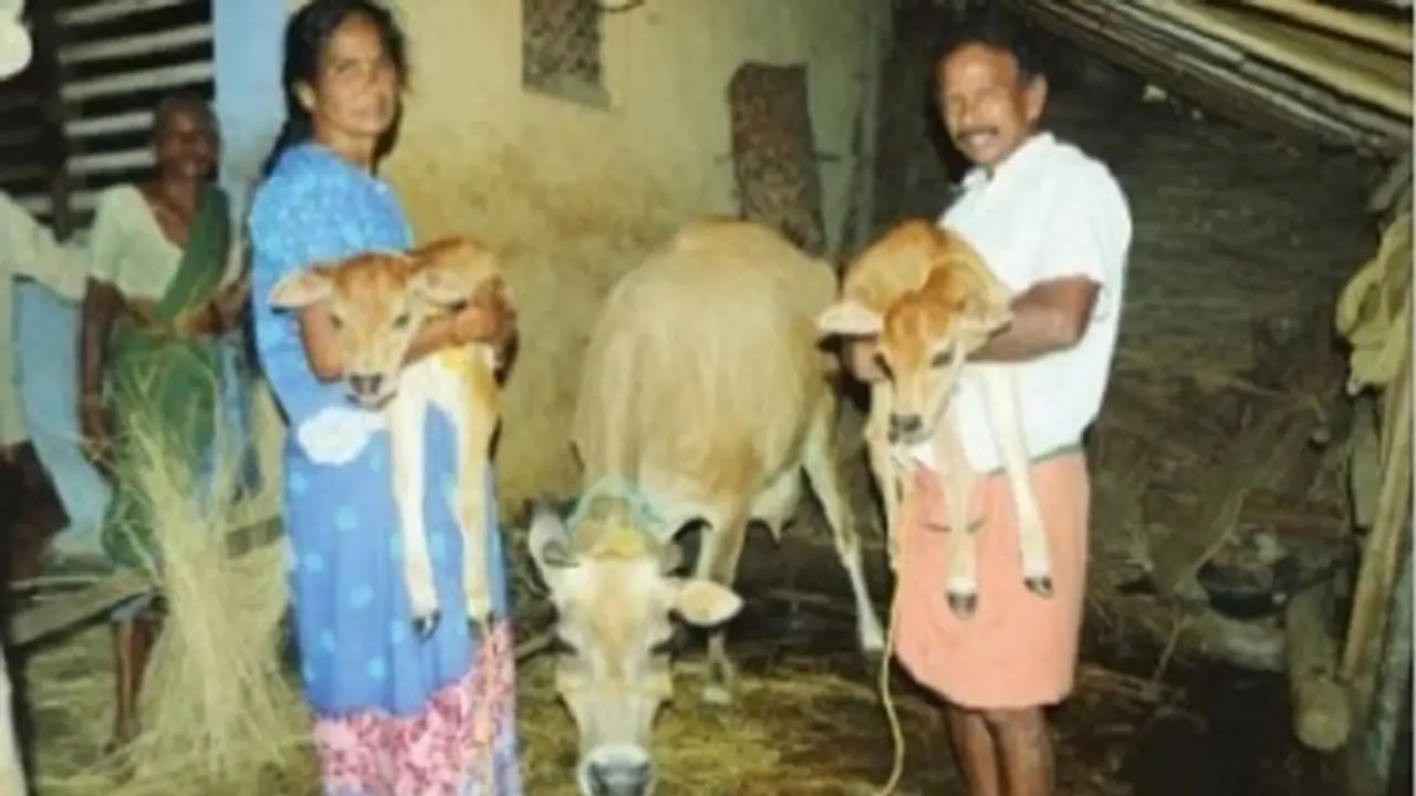 ಅವಳಿ ಹೆಣ್ಣು ಕರುಗಳಿಗೆ ಜನ್ಮ ನೀಡಿದ ‘ಭೂಮಿಕಾ’