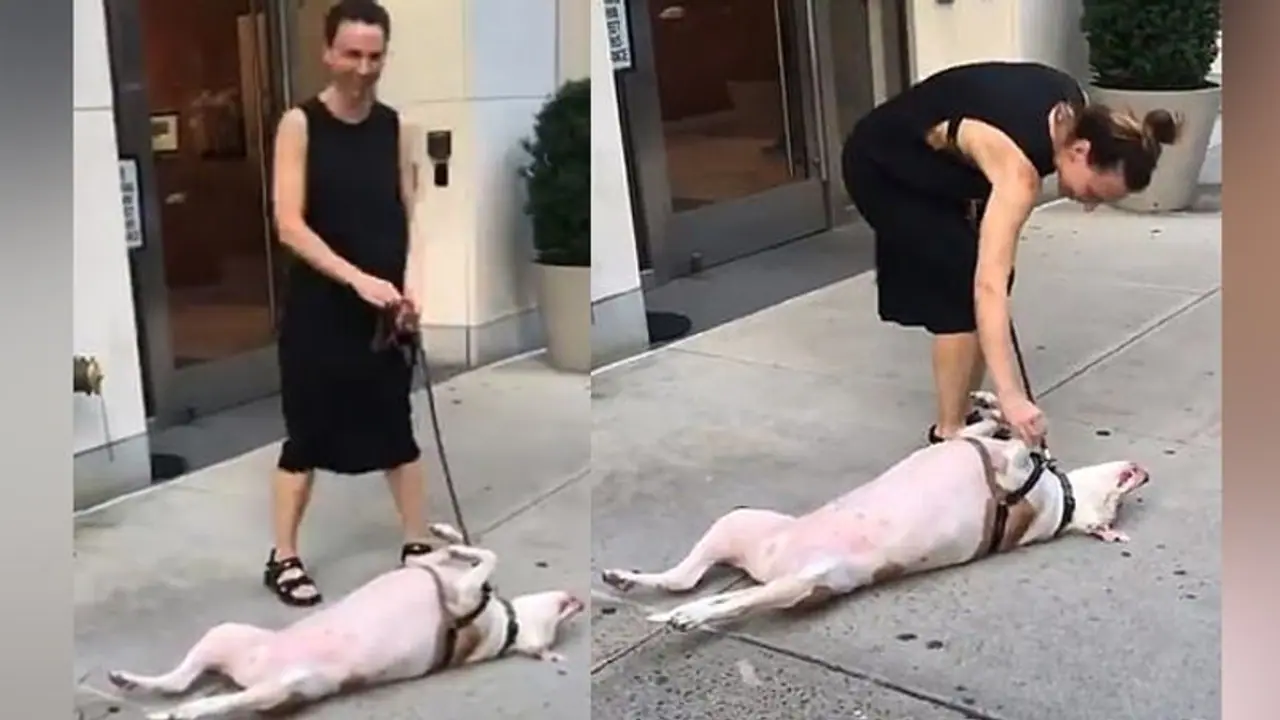 33 लाख बार देखा गया ये क्यूट वीडियो, कुत्ते ने जीता लोगों का दिल 33 लाख बार देखा गया ये क्यूट वीडियो, कुत्ते ने जीता लोगों का दिल