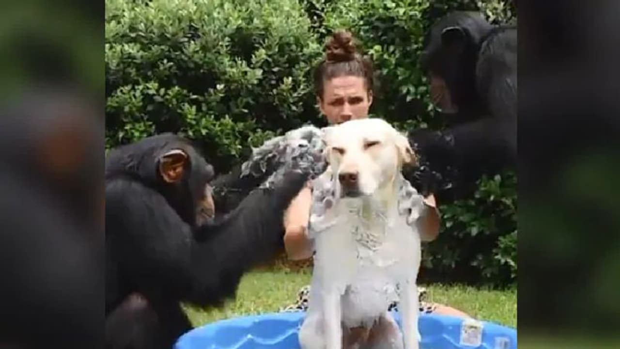 ನಾಯಿಗೆ ಶಾಂಪೂ ಹಚ್ಬೇಕು: ಚಿಂಪಾಂಜಿ ಸಾಹಸ ನೀವೊಮ್ಮೆ ನೋಡ್ಬೇಕು! ನಾಯಿಗೆ ಶಾಂಪೂ ಹಚ್ಬೇಕು: ಚಿಂಪಾಂಜಿ ಸಾಹಸ ನೀವೊಮ್ಮೆ ನೋಡ್ಬೇಕು!