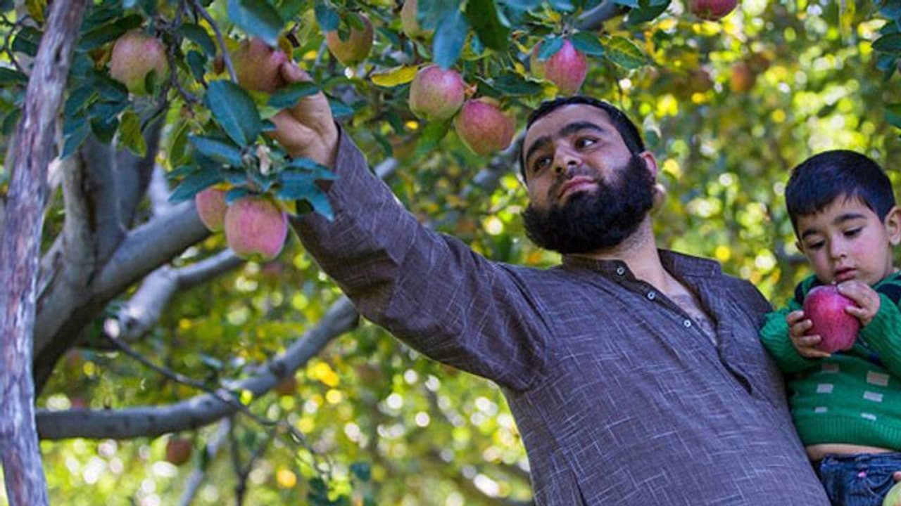 കശ്മീരി ആപ്പിള് വെറും ആപ്പിളല്ല !, പരിഗണന കിട്ടിയാല് വന് നേട്ടം കൊയ്യാവുന്ന സാധ്യതകളുടെ ആകാശമാണ് കശ്മീരി ആപ്പിള് വെറും ആപ്പിളല്ല !, പരിഗണന കിട്ടിയാല് വന് നേട്ടം കൊയ്യാവുന്ന സാധ്യതകളുടെ ആകാശമാണ്