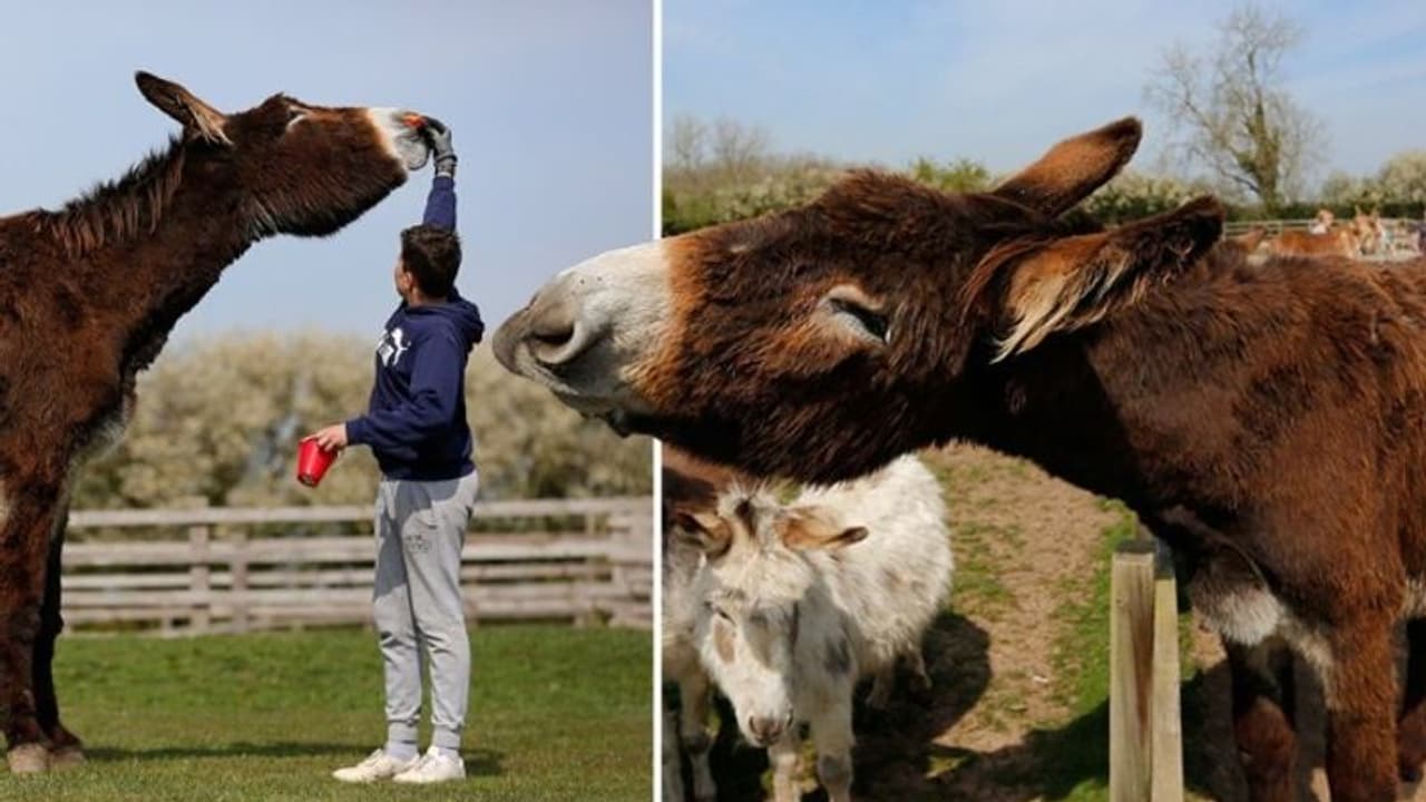 ഇതാണ് ലോകത്തിലെ ഏറ്റവും ഉയരം കൂടിയ കഴുത ! ഇതാണ് ലോകത്തിലെ ഏറ്റവും ഉയരം കൂടിയ കഴുത !