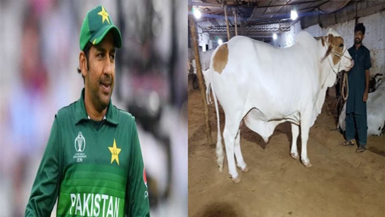 ఈ గోవు బలికి సిద్దంగా వుంది...: మరో వివాదంలో పాక్ సారథి సర్ఫరాజ్ ఈ గోవు బలికి సిద్దంగా వుంది...: మరో వివాదంలో పాక్ సారథి సర్ఫరాజ్