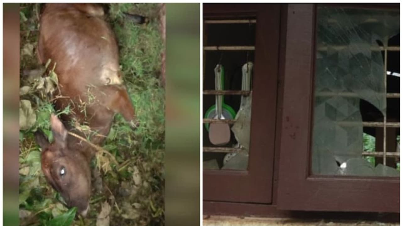 കാസർകോട് ഇടിമിന്നലേറ്റ് വീട് തകർന്നു; വളർത്തുമൃഗങ്ങൾക്ക് ദാരുണാന്ത്യം കാസർകോട് ഇടിമിന്നലേറ്റ് വീട് തകർന്നു; വളർത്തുമൃഗങ്ങൾക്ക് ദാരുണാന്ത്യം