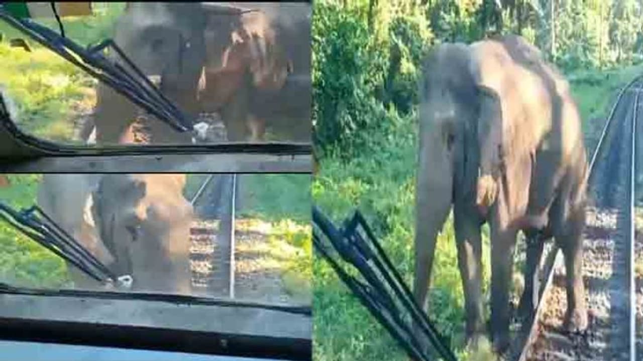 ആനയ്ക്ക് പോകാന് തീവണ്ടി നിര്ത്തി ലോക്കോ പൈലറ്റുമാര്; പിന്നീട് നടന്നത്, അമ്പരപ്പിക്കുന്ന വീഡിയോ ആനയ്ക്ക് പോകാന് തീവണ്ടി നിര്ത്തി ലോക്കോ പൈലറ്റുമാര്; പിന്നീട് നടന്നത്, അമ്പരപ്പിക്കുന്ന വീഡിയോ