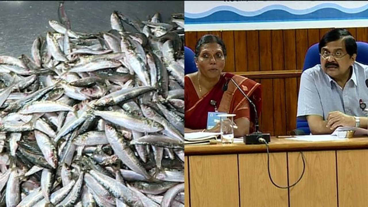 ലഭ്യത കുറയുന്ന വർഷങ്ങളിൽ മത്തി പിടിക്കുന്നതിന് നിയന്ത്രണം ഏർപ്പെടുത്തണം; വിദഗ്ദ്ധർ ലഭ്യത കുറയുന്ന വർഷങ്ങളിൽ മത്തി പിടിക്കുന്നതിന് നിയന്ത്രണം ഏർപ്പെടുത്തണം; വിദഗ്ദ്ധർ