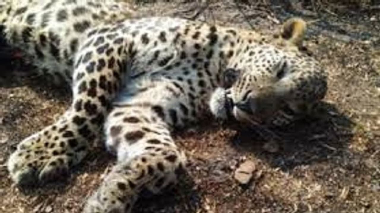 ಕನ್ನ​ಮೇಡಿ ಬೆಟ್ಟ​ದಲ್ಲಿ ಚಿರ​ತೆ ಮೃತದೇಹ ಪತ್ತೆ