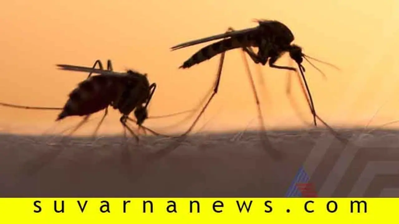 ಸೊಳ್ಳೆಗಳು ಕೆಲವರಿಗೆ ಮಾತ್ರ ಹೆಚ್ಚು ಕಚ್ಚುವುದೇಕೆ? ಸೊಳ್ಳೆಗಳು ಕೆಲವರಿಗೆ ಮಾತ್ರ ಹೆಚ್ಚು ಕಚ್ಚುವುದೇಕೆ?