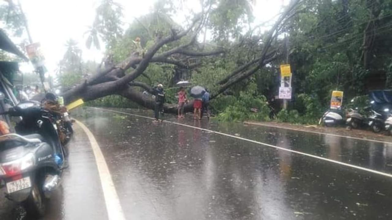 കോഴിക്കോട് മരം കടപുഴകി വീണു; ദേശീയ പാതയില് ഗതാഗതം തടസപ്പെട്ടു കോഴിക്കോട് മരം കടപുഴകി വീണു; ദേശീയ പാതയില് ഗതാഗതം തടസപ്പെട്ടു