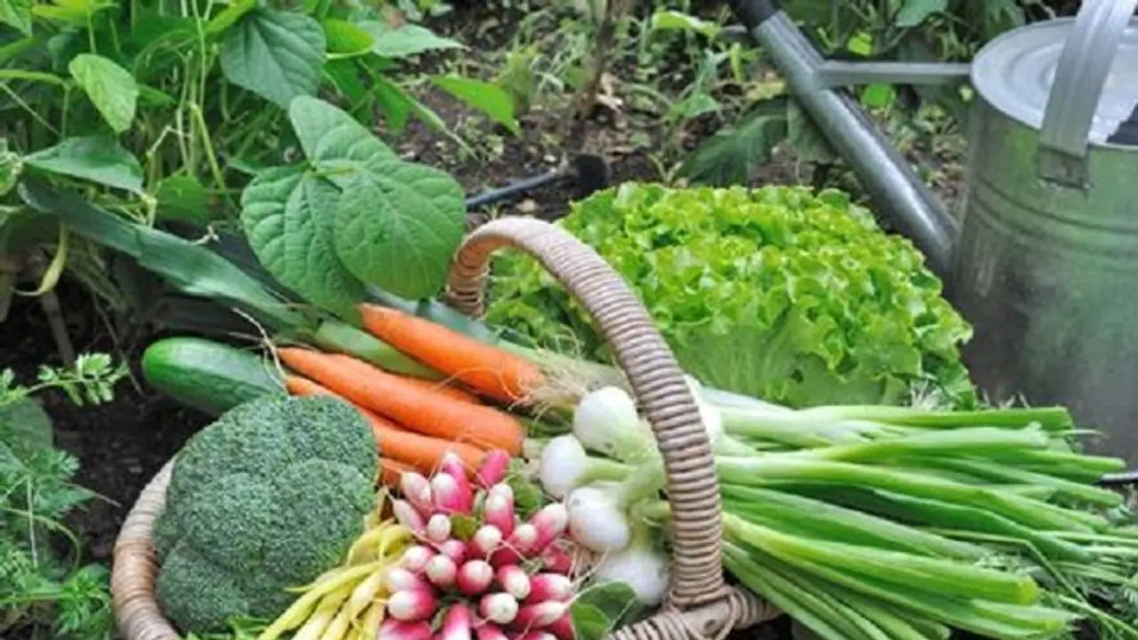 ತುಮಕೂರು: ಎಲ್ಲಾ ಶಾಲೆಗಳಲ್ಲೂ ಕೈತೋಟ ಕಡ್ಡಾಯ ತುಮಕೂರು: ಎಲ್ಲಾ ಶಾಲೆಗಳಲ್ಲೂ ಕೈತೋಟ ಕಡ್ಡಾಯ