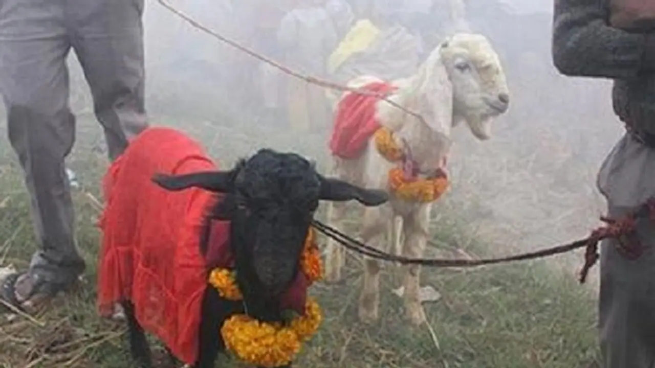 ಮಂಗಳೂರು: ಹಬ್ಬ ಹರಿದಿನಗಳಲ್ಲಿ ಪ್ರಾಣಿ ಬಲಿ ನಿಷೇಧ