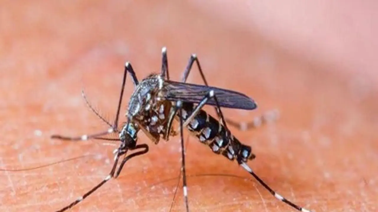 ಮಂಗಳೂರು: ಡೆಂಘೀ ಜ್ವರಕ್ಕೆ ಯುವಕ ಬಲಿ ಮಂಗಳೂರು: ಡೆಂಘೀ ಜ್ವರಕ್ಕೆ ಯುವಕ ಬಲಿ