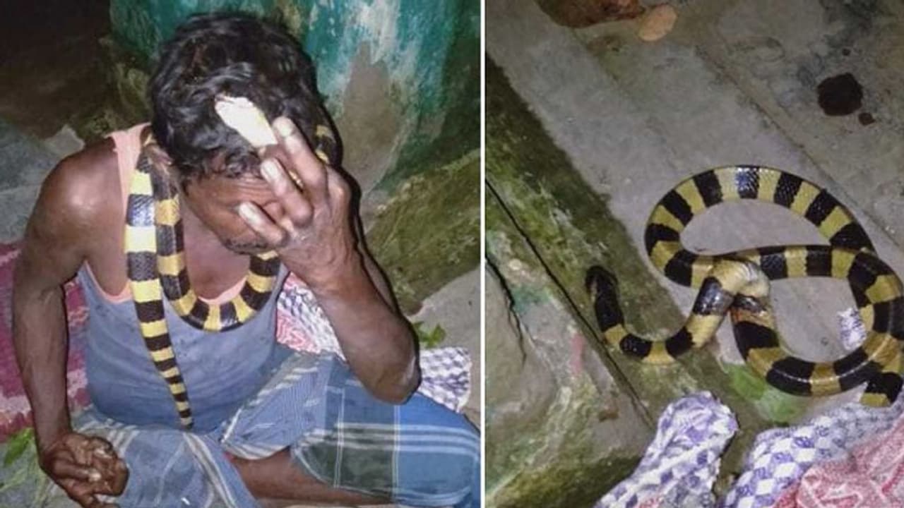 बेहद खतरनाक सांप को गले में डालकर खाना खाने बैठा था शख्स, शॉकिंग फोटो वायरल बेहद खतरनाक सांप को गले में डालकर खाना खाने बैठा था शख्स, शॉकिंग फोटो वायरल