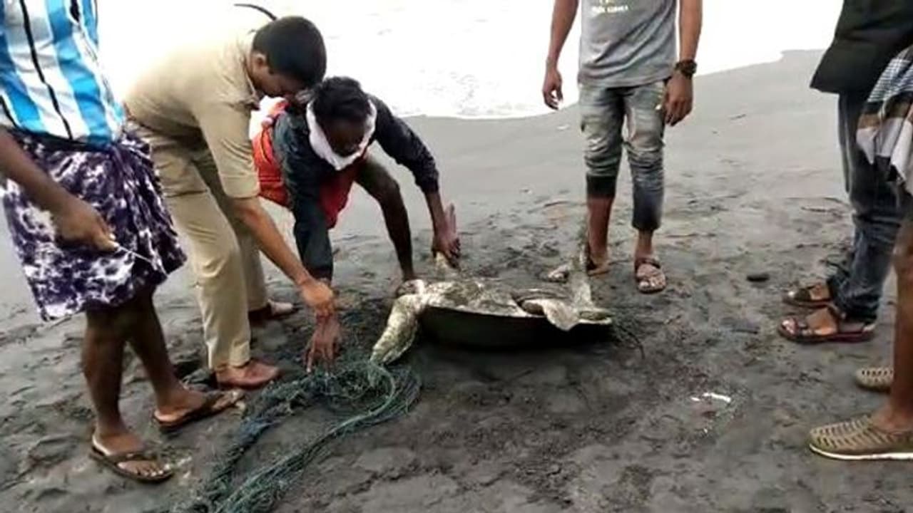 കോവളം ബീച്ചിൽ വലയിൽ കുടുങ്ങിയ നിലയിൽ കണ്ടെത്തിയ കടലാമകളെ രക്ഷപ്പെടുത്തി കോവളം ബീച്ചിൽ വലയിൽ കുടുങ്ങിയ നിലയിൽ കണ്ടെത്തിയ കടലാമകളെ രക്ഷപ്പെടുത്തി