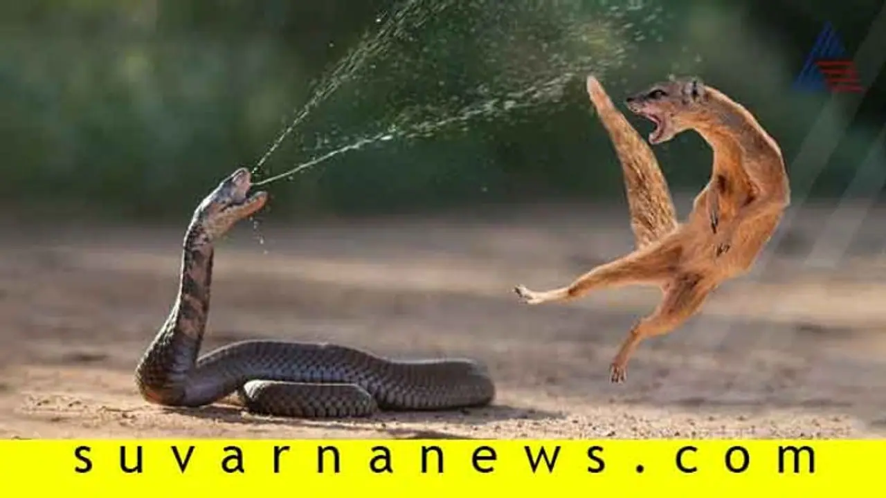 ಕಾಳಿಂಗ ಸರ್ಪಕ್ಕೂ ಮನುಷ್ಯರಿಗೂ ಏನೀ ಸಂಬಂಧ?