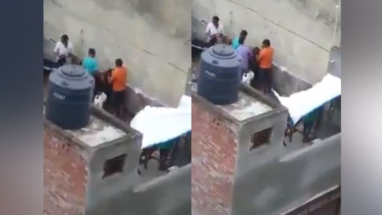 ईद से पहले बकरों का वजन बढ़ाने के लिए पिलाई जा रही बियर, Viral हुआ वीडियो ईद से पहले बकरों का वजन बढ़ाने के लिए पिलाई जा रही बियर, Viral हुआ वीडियो