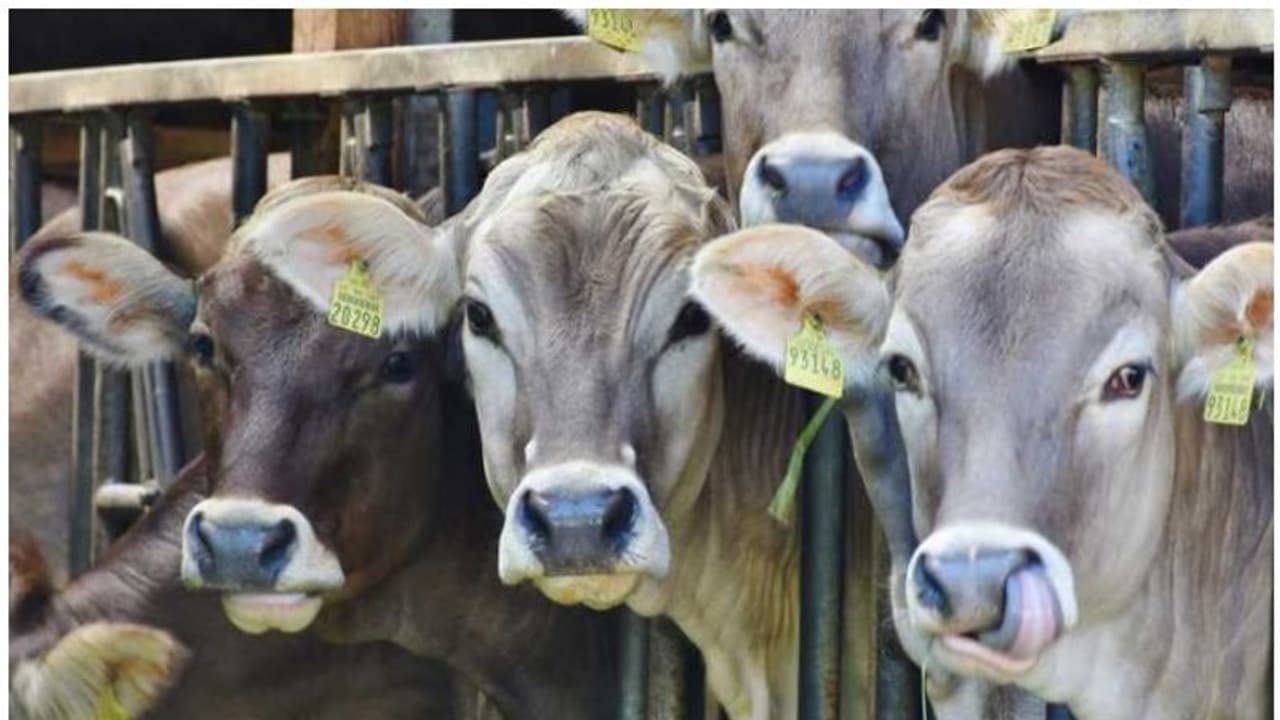 విజయవాడలో కలకలం.. ఒకేసారి 100 ఆవులు మృతి (వీడియో) విజయవాడలో కలకలం.. ఒకేసారి 100 ఆవులు మృతి (వీడియో)