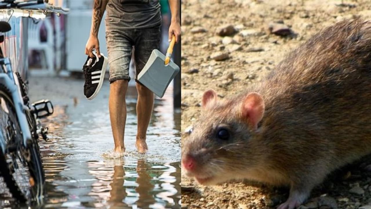 സംസ്ഥാനം പകർച്ചവ്യാധികളുടെ പിടിയിൽ; എലിപ്പനി മരണം 14 ആയി ഉയർന്നു; നാല് മാസത്തിനിടെ രോഗബാധയേറ്റത് 492 പേർക്ക്