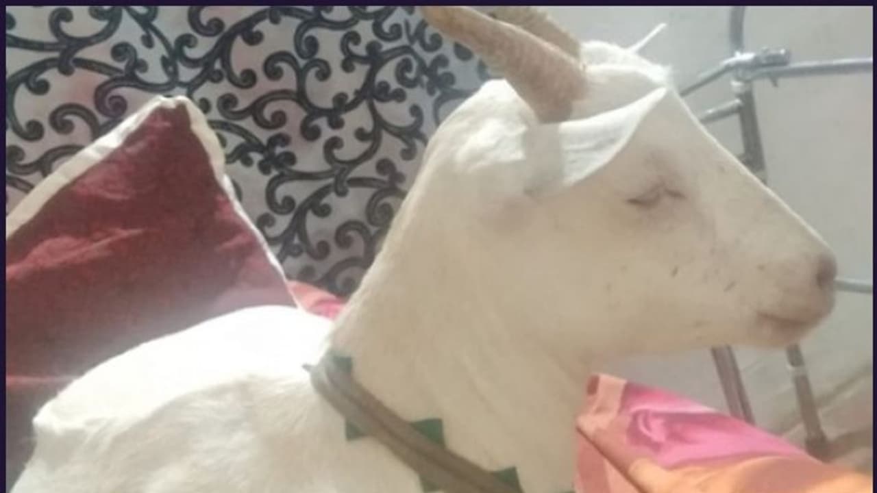 'സല്മാന്ഖാനെ' കാണാനില്ല; കണ്ടുപിടിച്ചാല് 10000 രൂപ പ്രതിഫലം 'സല്മാന്ഖാനെ' കാണാനില്ല; കണ്ടുപിടിച്ചാല് 10000 രൂപ പ്രതിഫലം