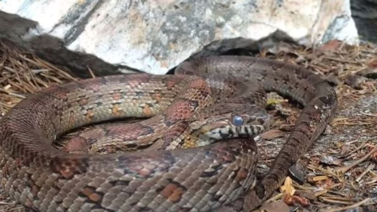 ഈ മഴക്കാലത്ത് പാമ്പുകളെ സൂക്ഷിക്കുക...