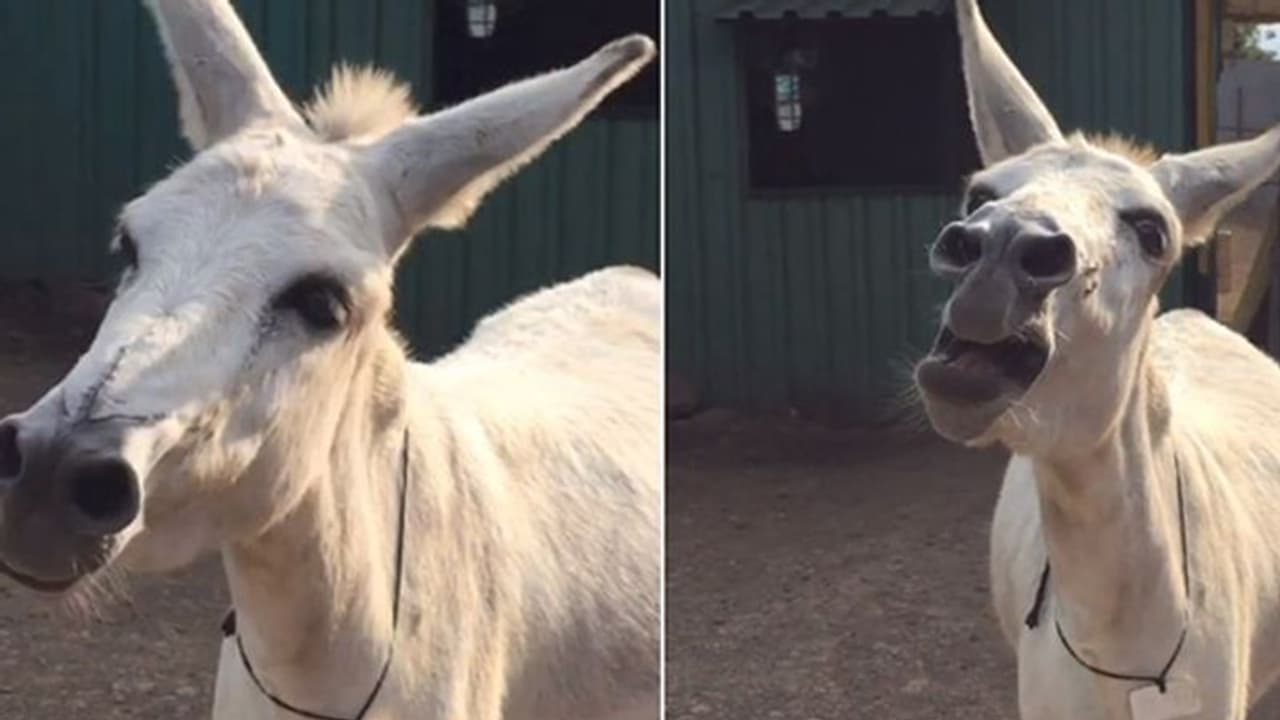 पहले गाती है फिर खाती है, दुनिया की सबसे सुरीली गधी का गाना हुआ मशहूर पहले गाती है फिर खाती है, दुनिया की सबसे सुरीली गधी का गाना हुआ मशहूर