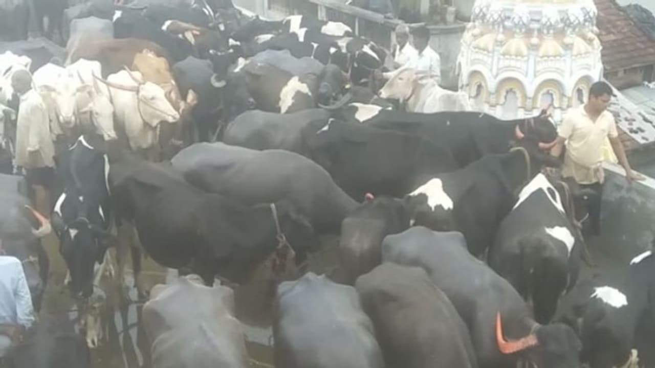 ಸಂತ್ರಸ್ತರಿಗೆ ನೆರವು ನೀಡಿದ್ದಾಯ್ತು, ಈಗ ಜಾನುವಾರುಗಳಿಗೂ ಬೇಕು ನೆರವು