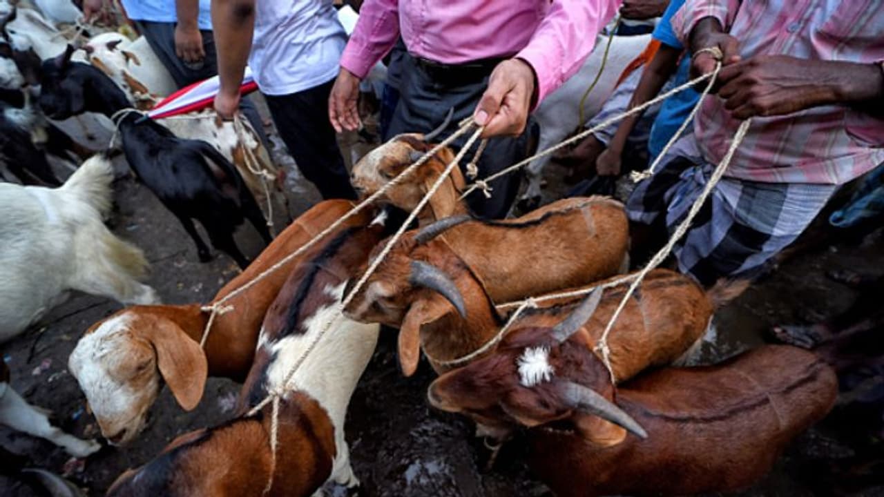 ബലിപെരുന്നാളിന് ശേഷവും മൃഗബലി സംബന്ധിച്ച ചര്‍ച്ചകള്‍
