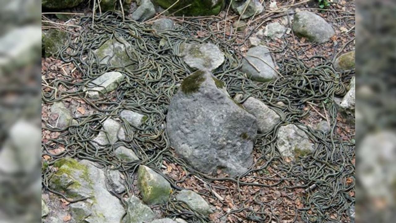 'खास काम' करते हैं 70 हजार सांप... 'खास काम' करते हैं 70 हजार सांप...