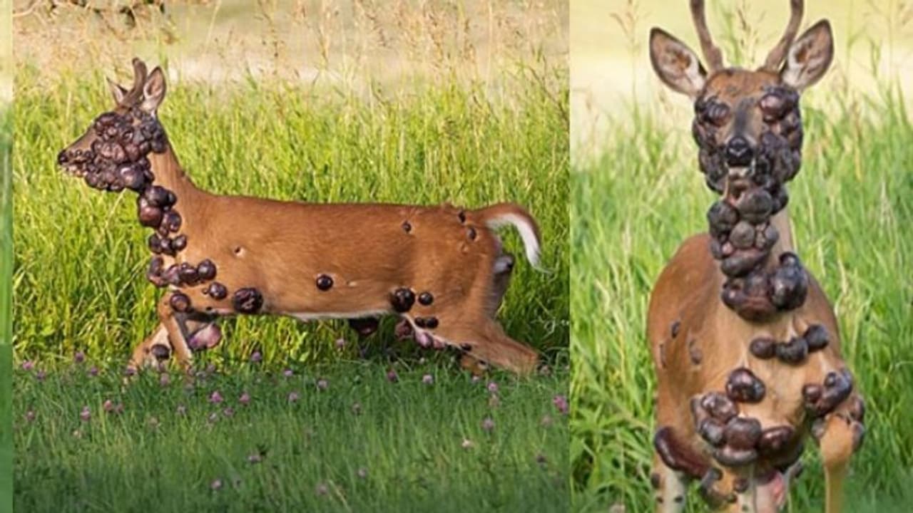 കണ്ണിലും ശരീരത്തും നിറയെ മുഴകൾ; ഭക്ഷണം പോലും കഴിക്കാനാവാതെ അലയുന്ന മാൻ കണ്ണീരാവുന്നു കണ്ണിലും ശരീരത്തും നിറയെ മുഴകൾ; ഭക്ഷണം പോലും കഴിക്കാനാവാതെ അലയുന്ന മാൻ കണ്ണീരാവുന്നു