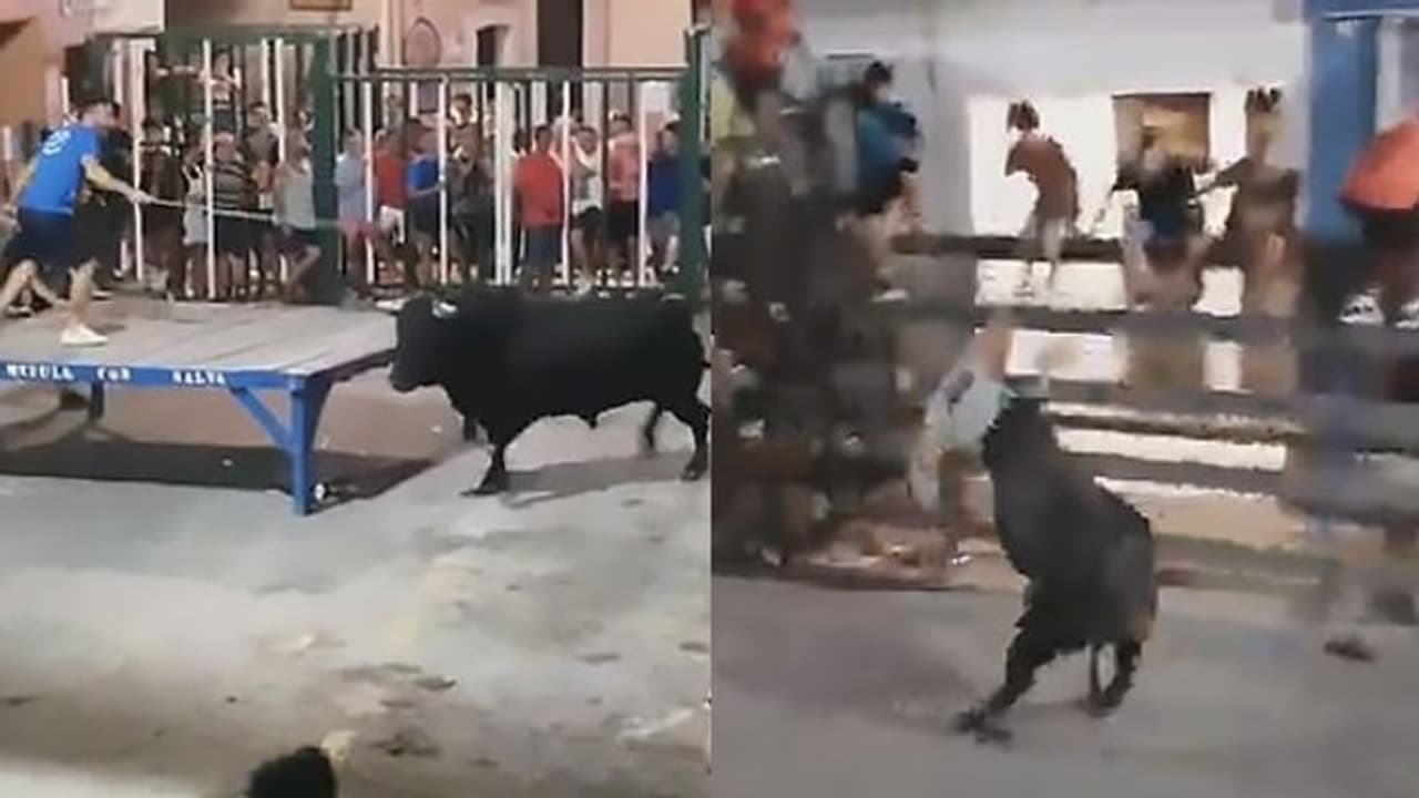 വിരണ്ടോടിയ കാള യുവാവിനെ തൂക്കിയെറിഞ്ഞു; വീഡിയോ വിരണ്ടോടിയ കാള യുവാവിനെ തൂക്കിയെറിഞ്ഞു; വീഡിയോ