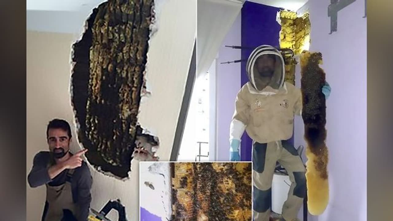 रात को कपल के बेडरूम से आती थीं अजीबोगरीब आवाजें, टूटी दीवार तो हुए हैरान रात को कपल के बेडरूम से आती थीं अजीबोगरीब आवाजें, टूटी दीवार तो हुए हैरान