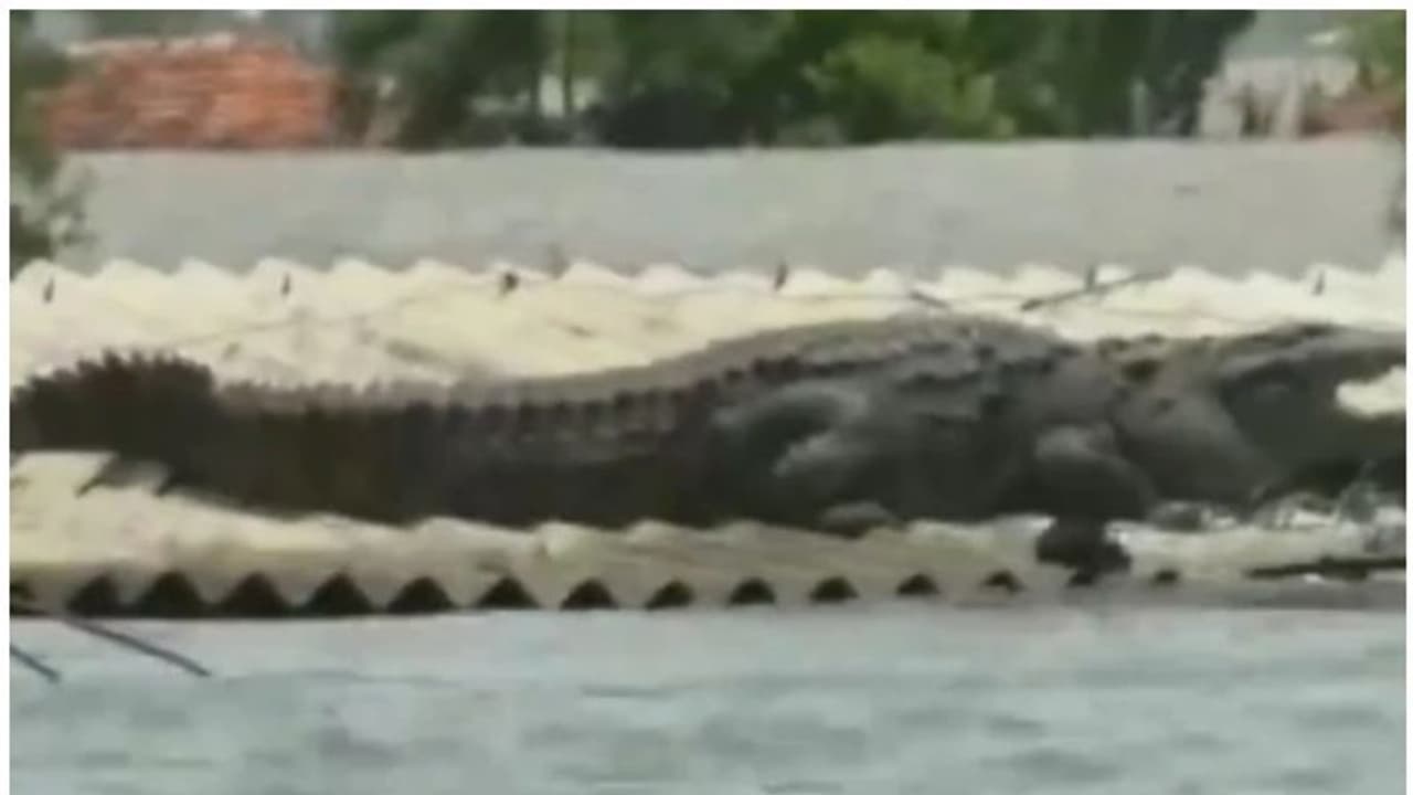 കര്ണാടകയില് വെള്ളമിറങ്ങിയപ്പോള് വീടിന്റെ മേല്ക്കൂരയ്ക്ക് മുകളില് കൂറ്റന് മുതല! കര്ണാടകയില് വെള്ളമിറങ്ങിയപ്പോള് വീടിന്റെ മേല്ക്കൂരയ്ക്ക് മുകളില് കൂറ്റന് മുതല!