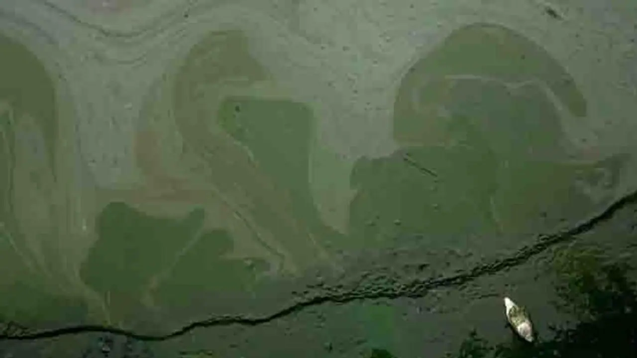 വളര്‍ത്തുമൃഗങ്ങള്‍ക്ക് മരണക്കെണിയായി തടാകം; പരിശോധനയില്‍ കണ്ടെത്തിയത് അപ്രതീക്ഷിത 'വില്ലനെ'