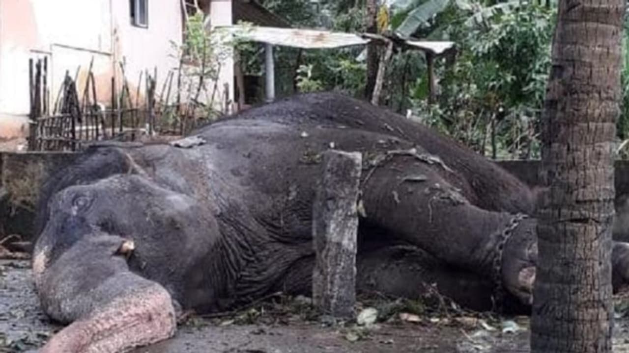 ದೇವಳದ ಆನೆ ಇಂದಿರಾ ಇನ್ನಿಲ್ಲ, ಕೊಲ್ಲೂರು ಪೇಟೆ ಬಂದ್ ದೇವಳದ ಆನೆ ಇಂದಿರಾ ಇನ್ನಿಲ್ಲ, ಕೊಲ್ಲೂರು ಪೇಟೆ ಬಂದ್