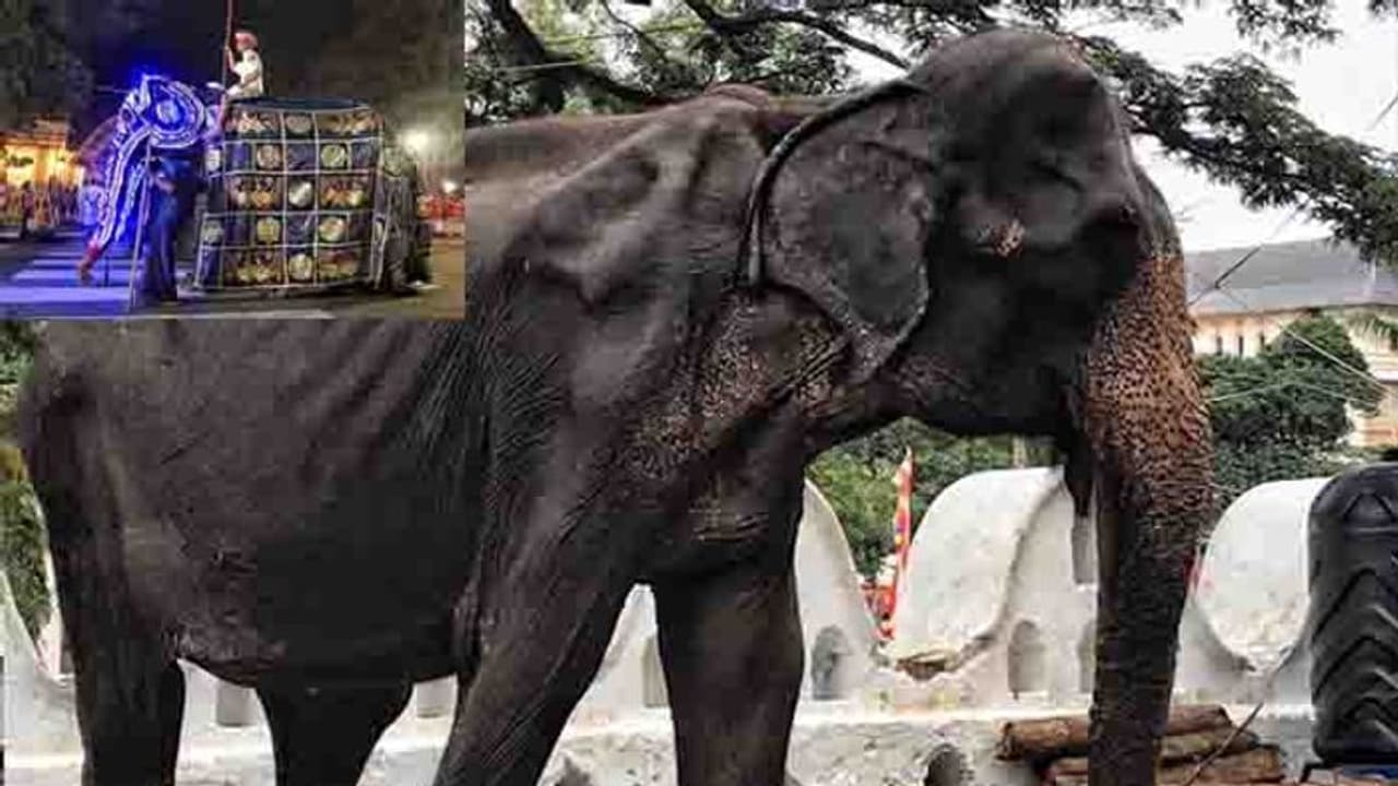 പട്ടിണി കിടന്ന് എല്ലും തോലുമായ ആനയെ ഉല്സവത്തിനിറക്കി; കരളലിയിപ്പിക്കും ഈ ചിത്രങ്ങള് പട്ടിണി കിടന്ന് എല്ലും തോലുമായ ആനയെ ഉല്സവത്തിനിറക്കി; കരളലിയിപ്പിക്കും ഈ ചിത്രങ്ങള്